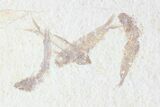 Multiple () Small Knightia Fossil Fish - Wyoming #77135-2